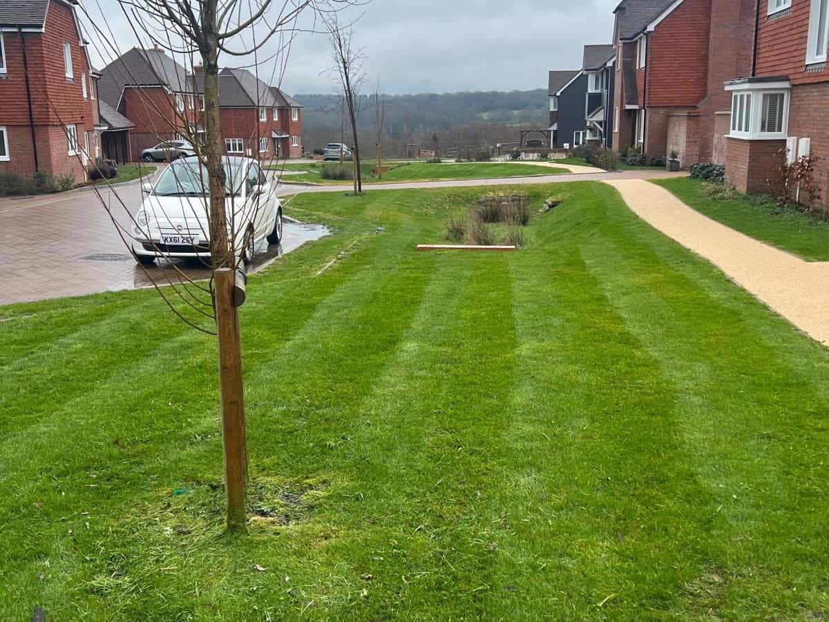 Striped communal green with young trees on a new-build estate