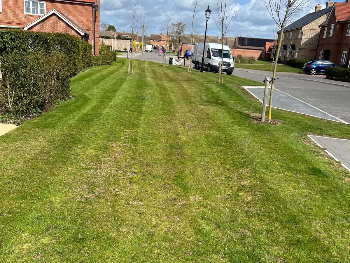 Striped verge with young street trees