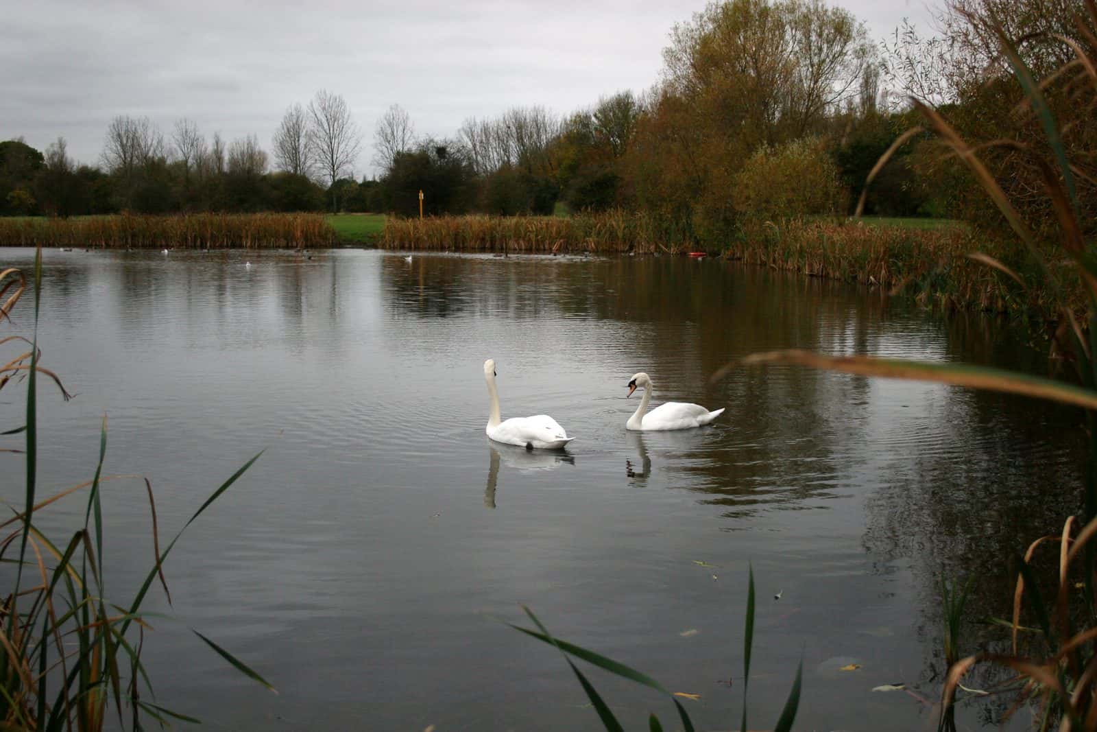 the lake in Gloucester Park, Basildon, Essex