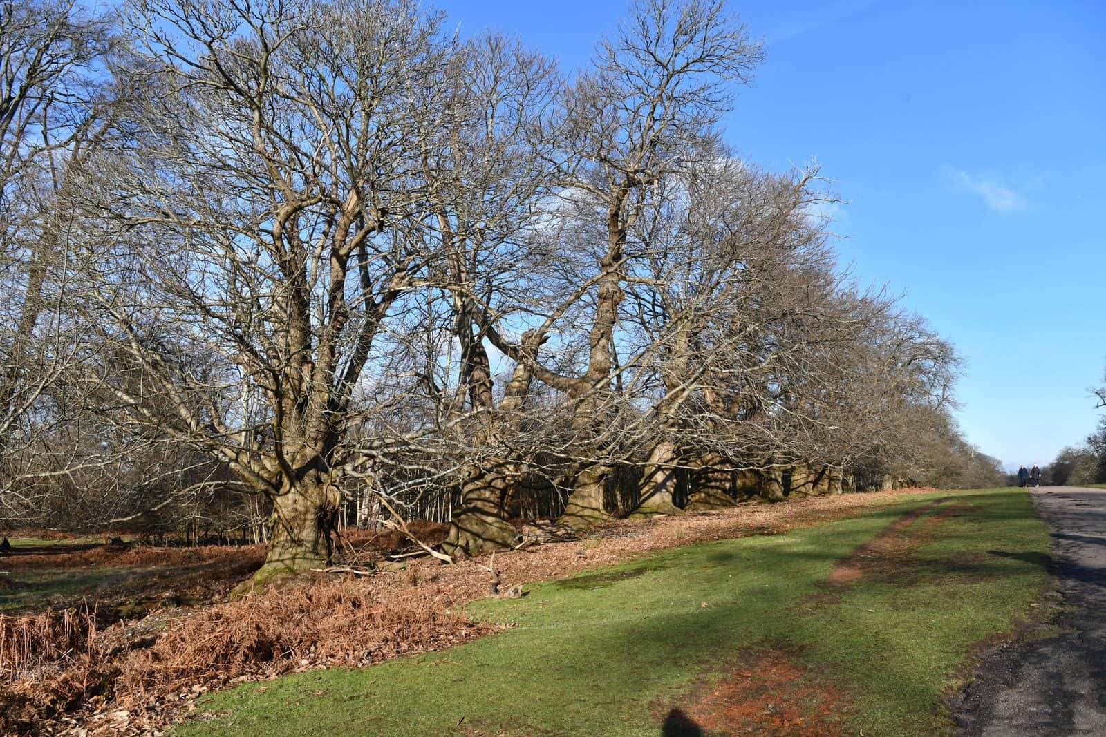 sweet chestnuts on Chestnut Walk, Knole Park, Kent