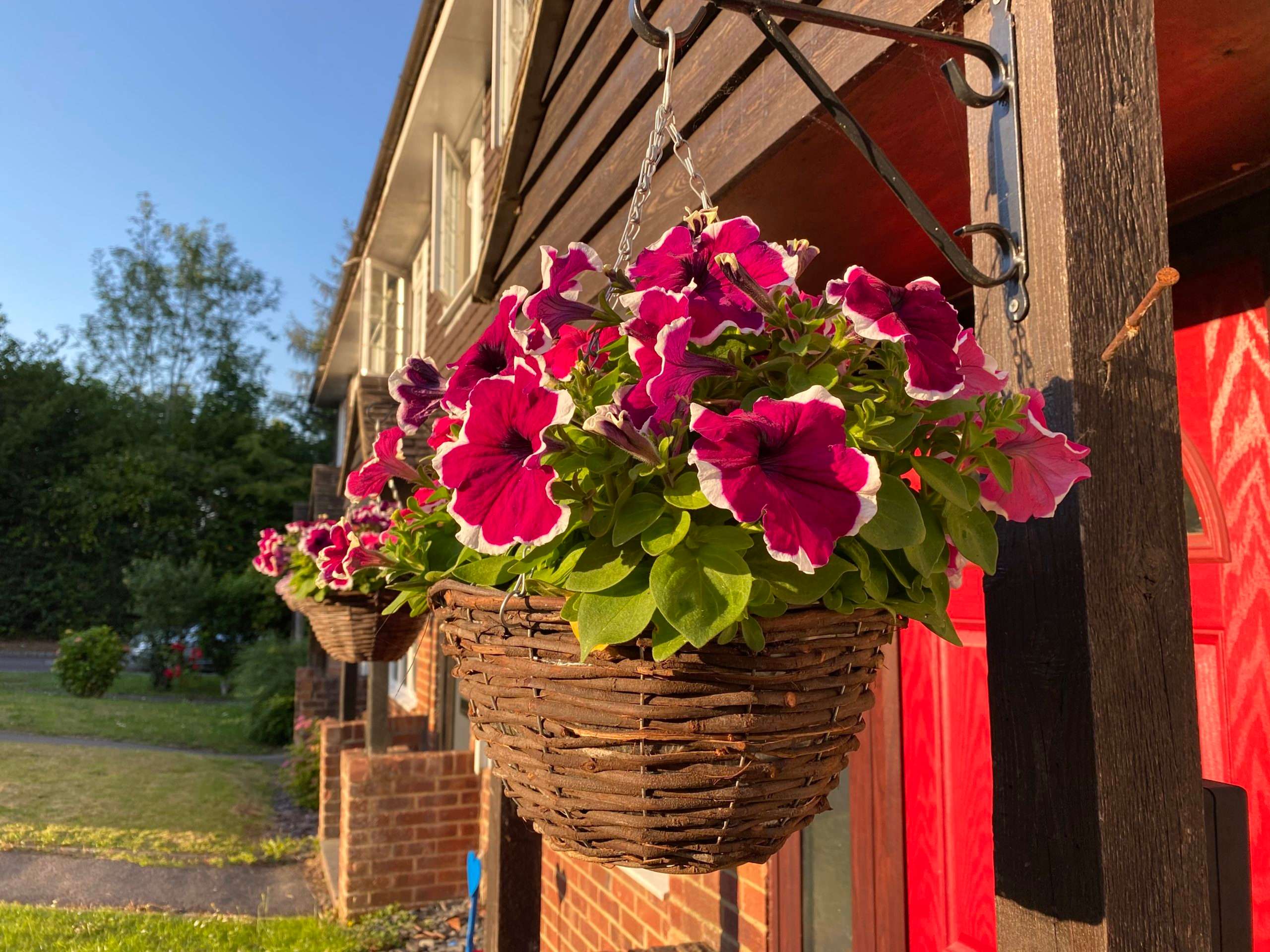 Plants & Hanging Baskets