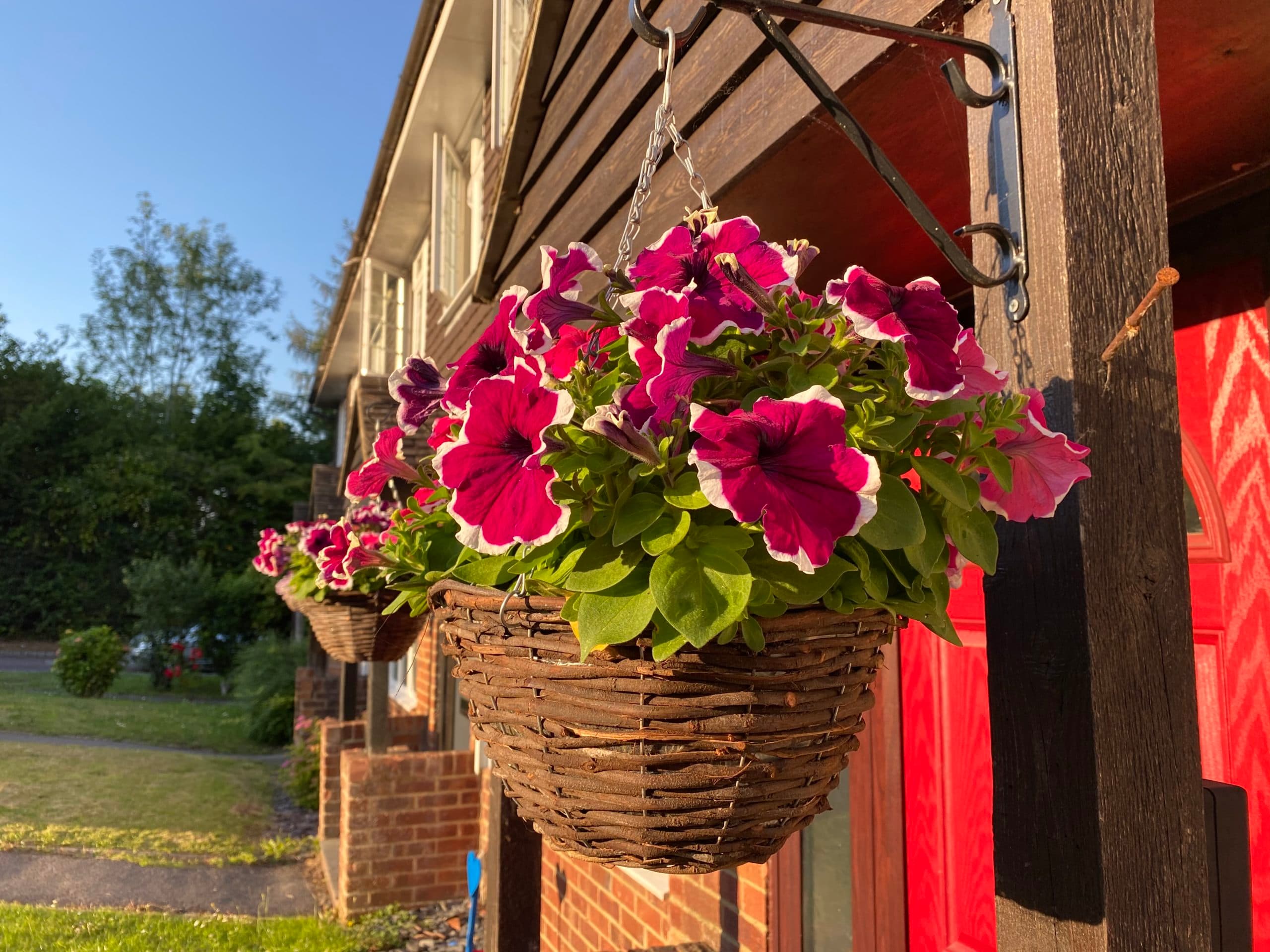Hanging Baskets